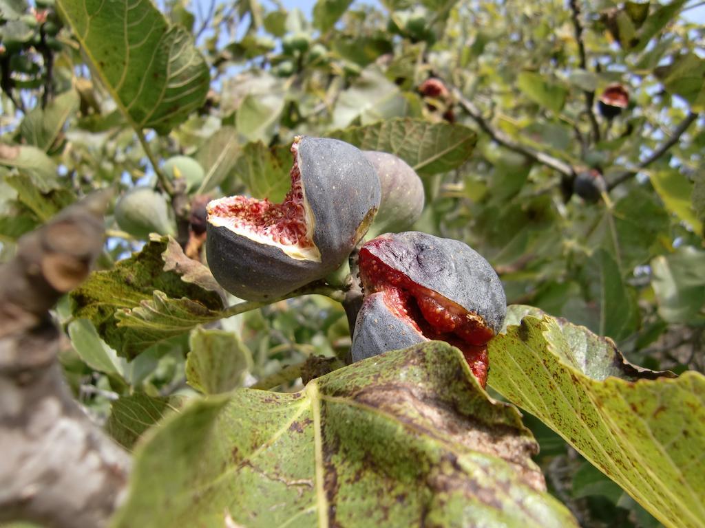 Agroturisme Perola - Only Adults Llucmajor  Εξωτερικό φωτογραφία